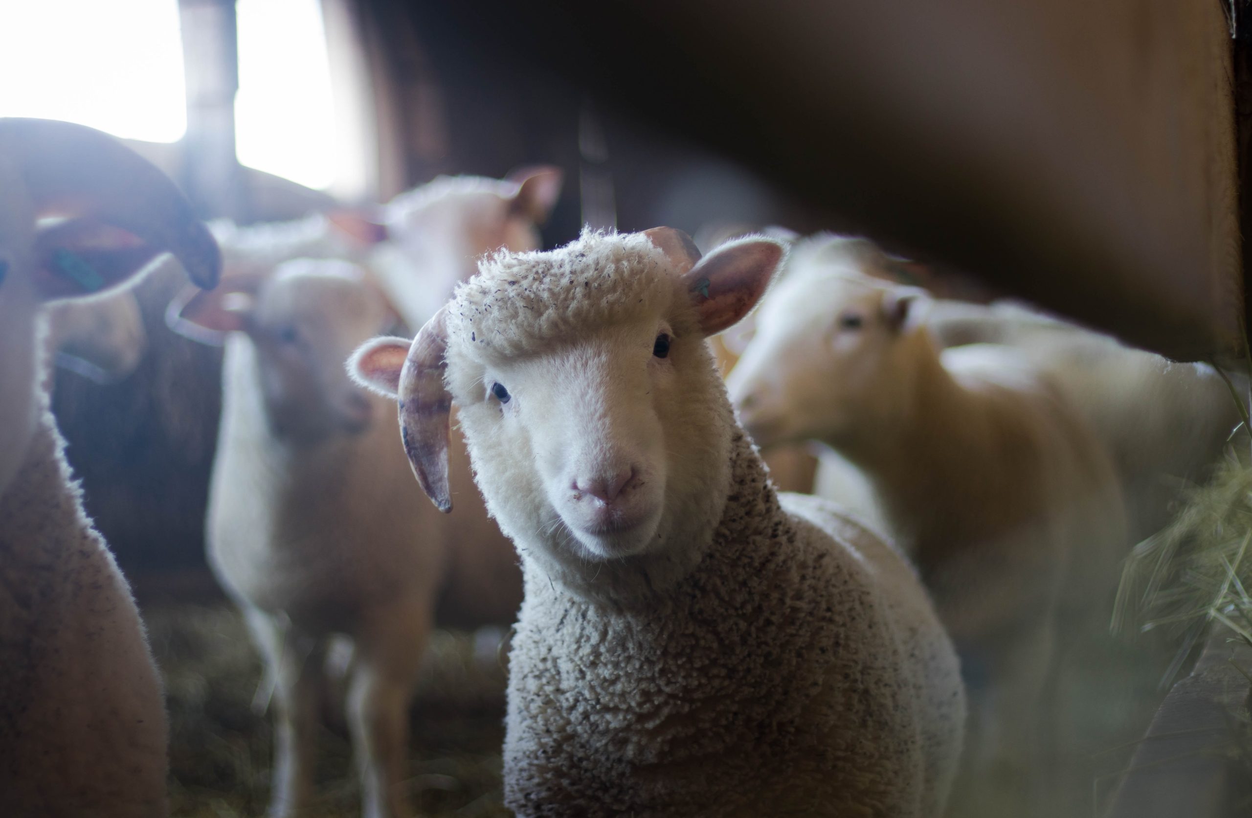 Sheep Sheep