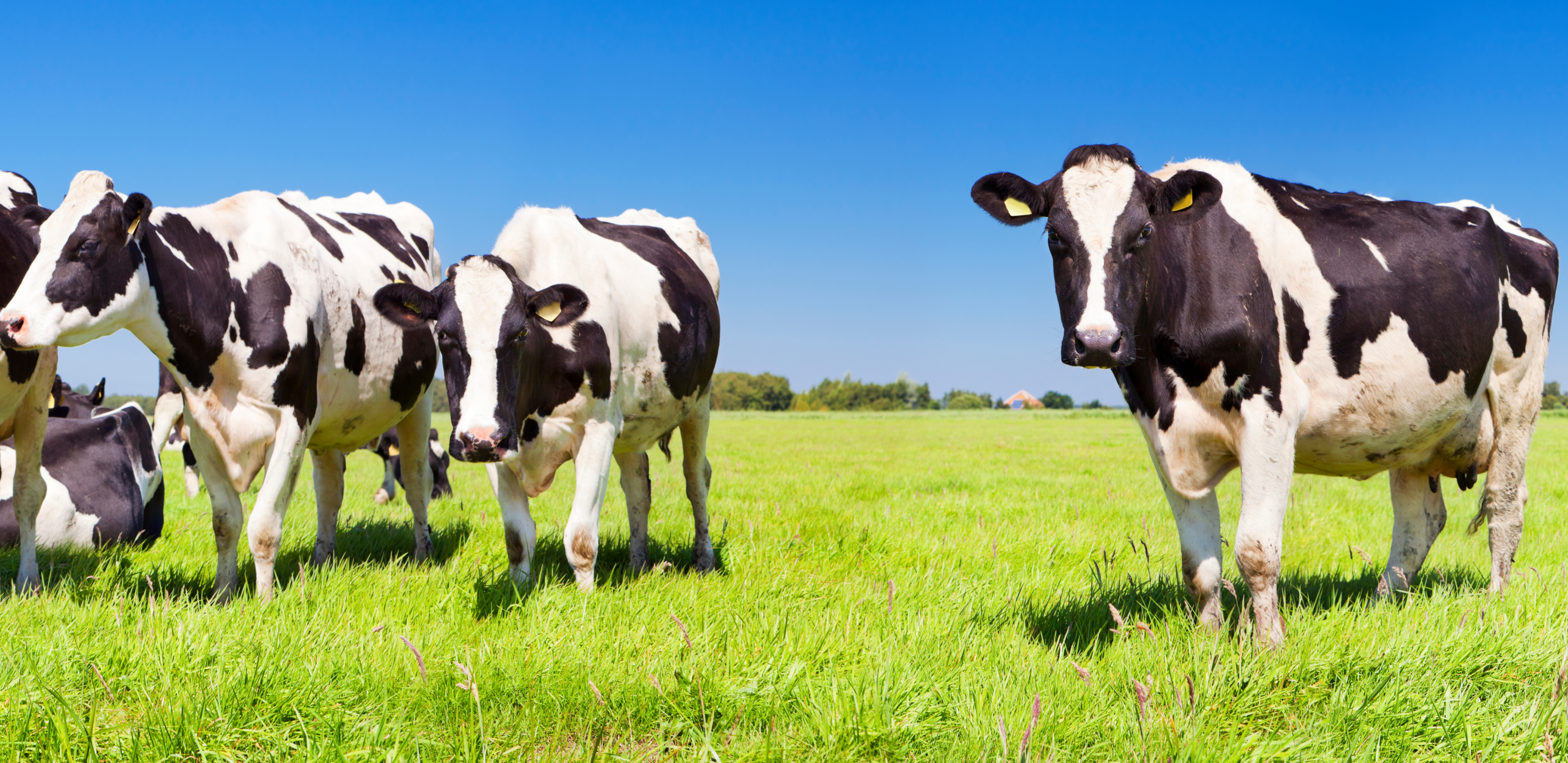 Segurança da alimentação animal