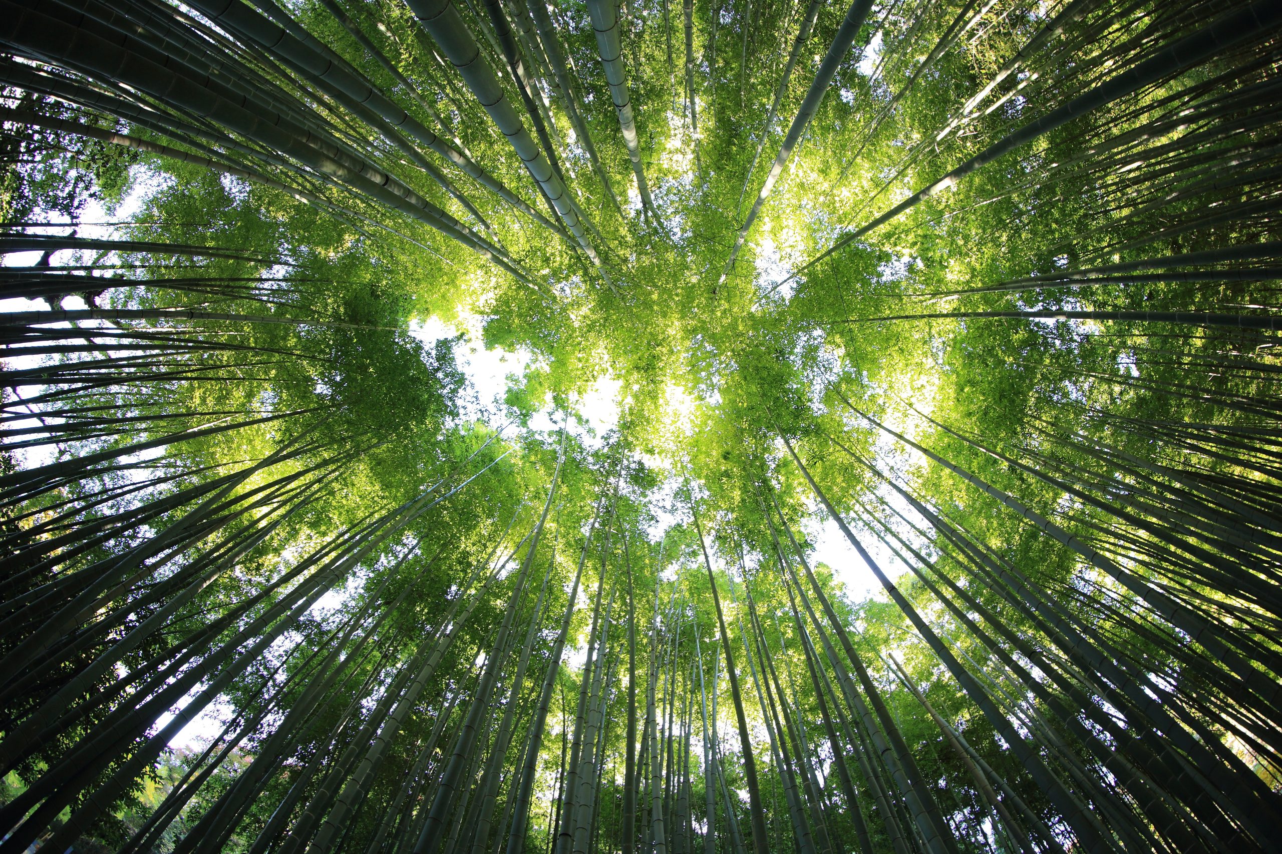 Forest 4 Forest 4