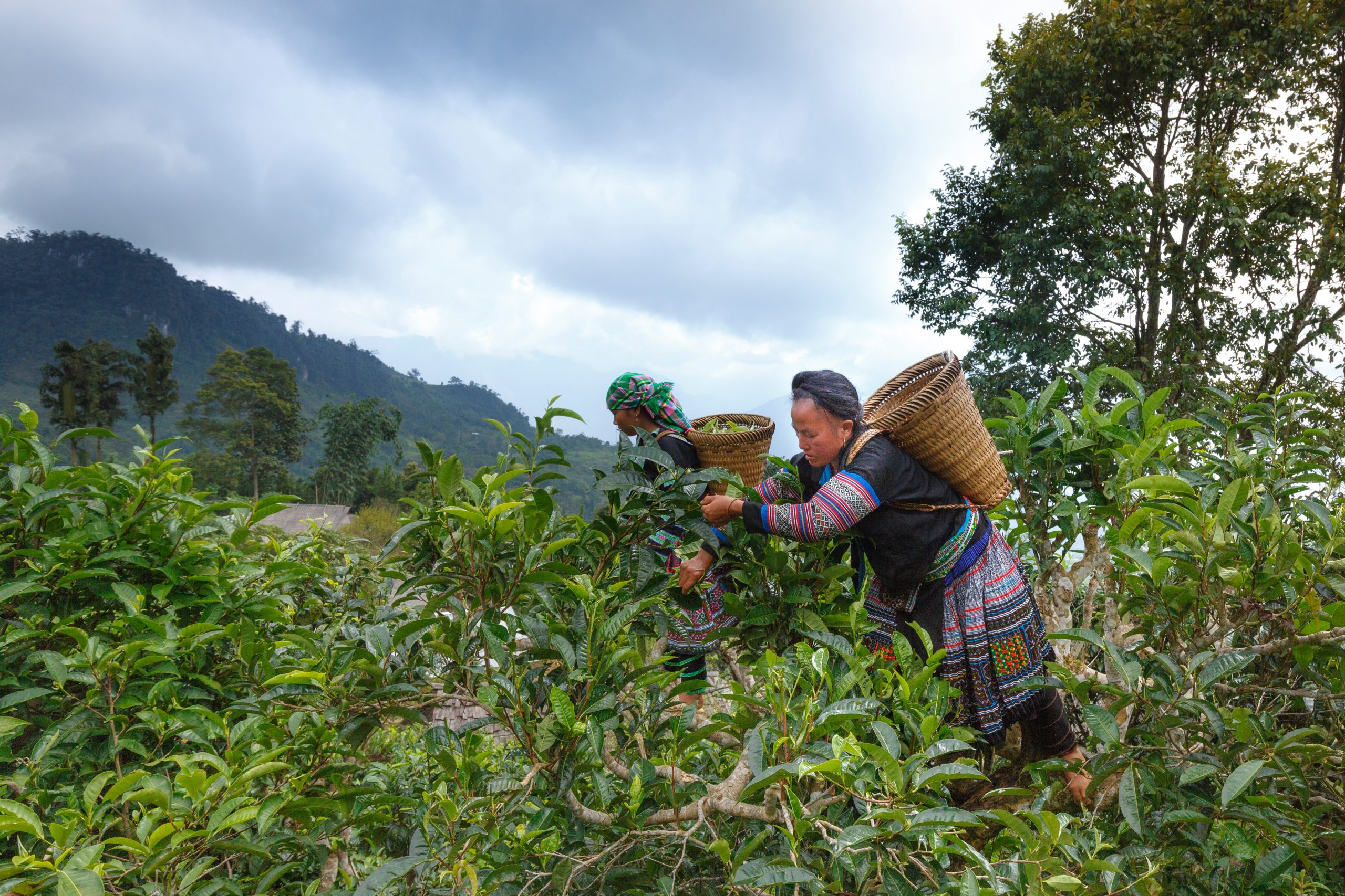 pexels-quang-nguyen-vinh-2153824 pexels-quang-nguyen-vinh-2153824