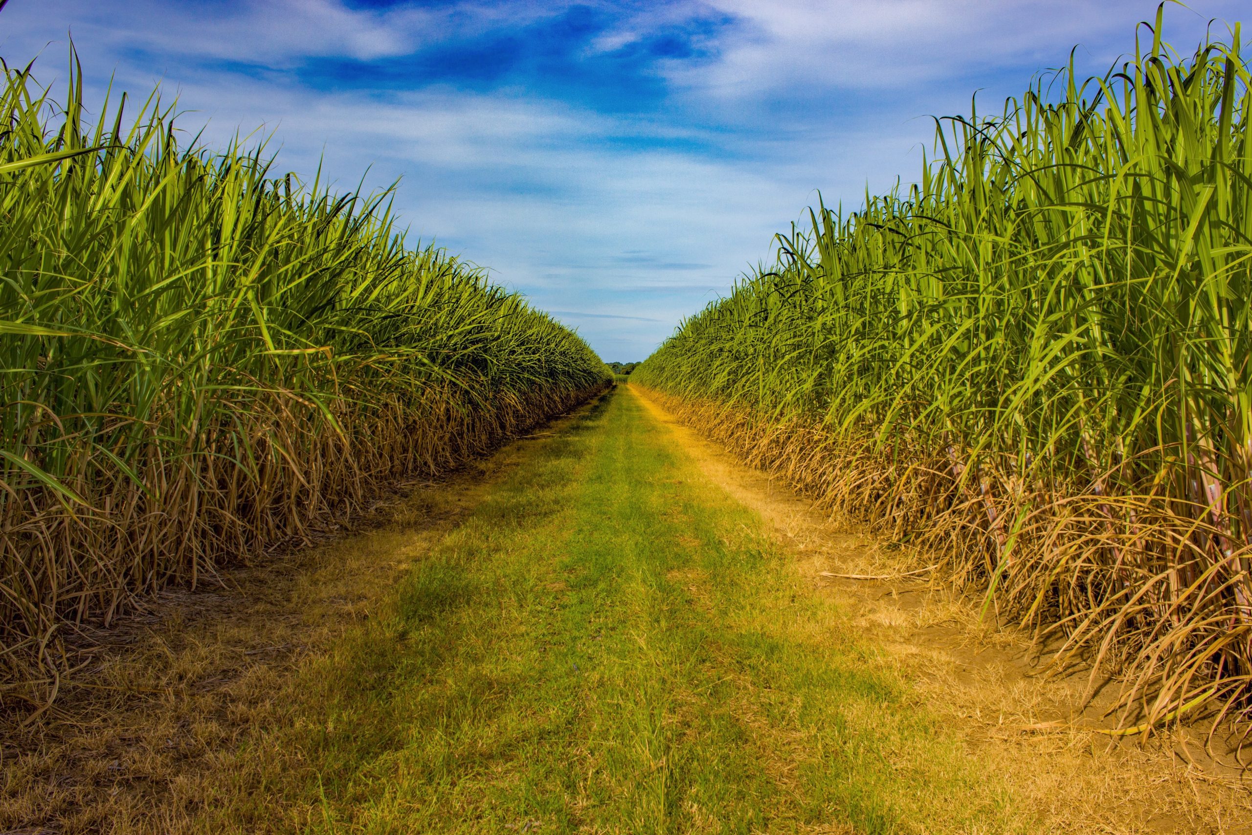 Sugarcane plantation, Australia. Sugarcane plantation, Australia.