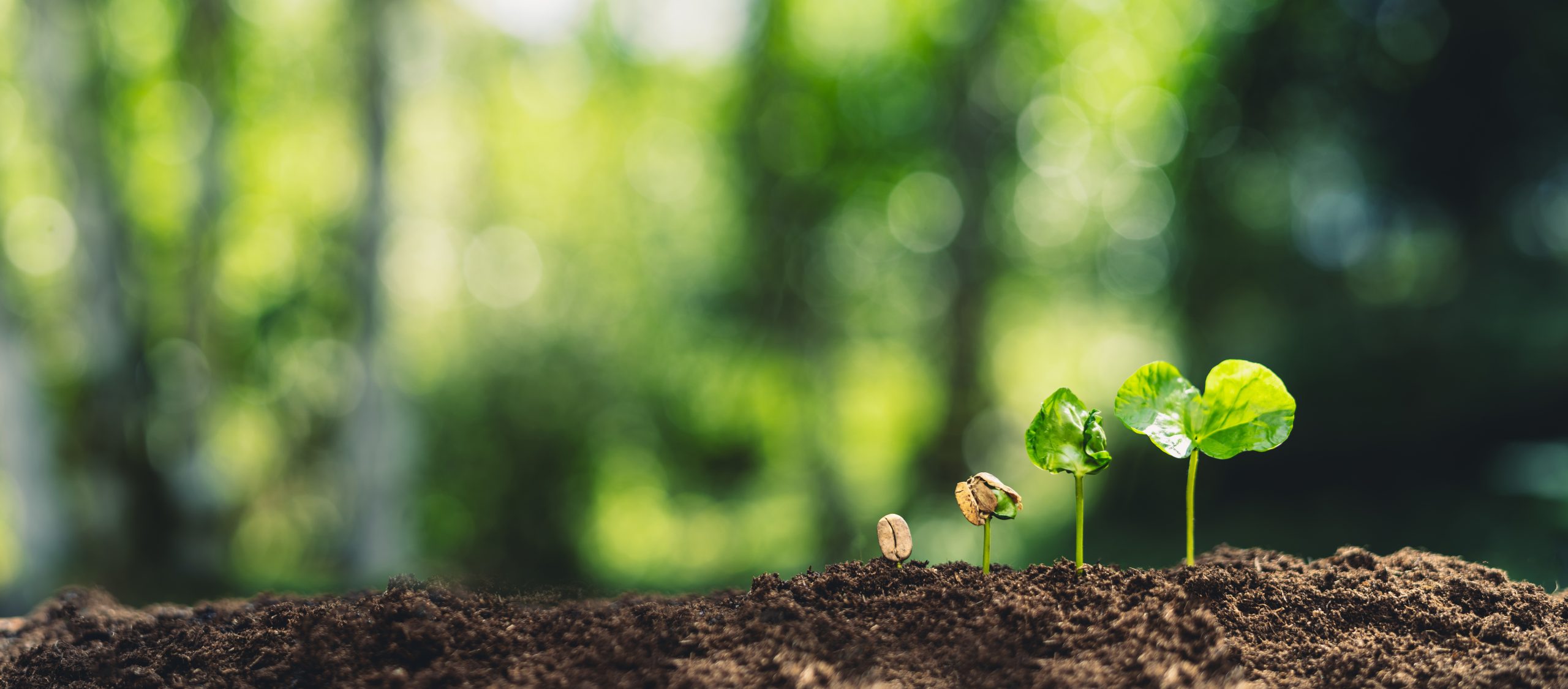 Growth Trees concept Coffee bean seedlings nature background Beautiful green Growth Trees concept Coffee bean seedlings nature background Beautiful green