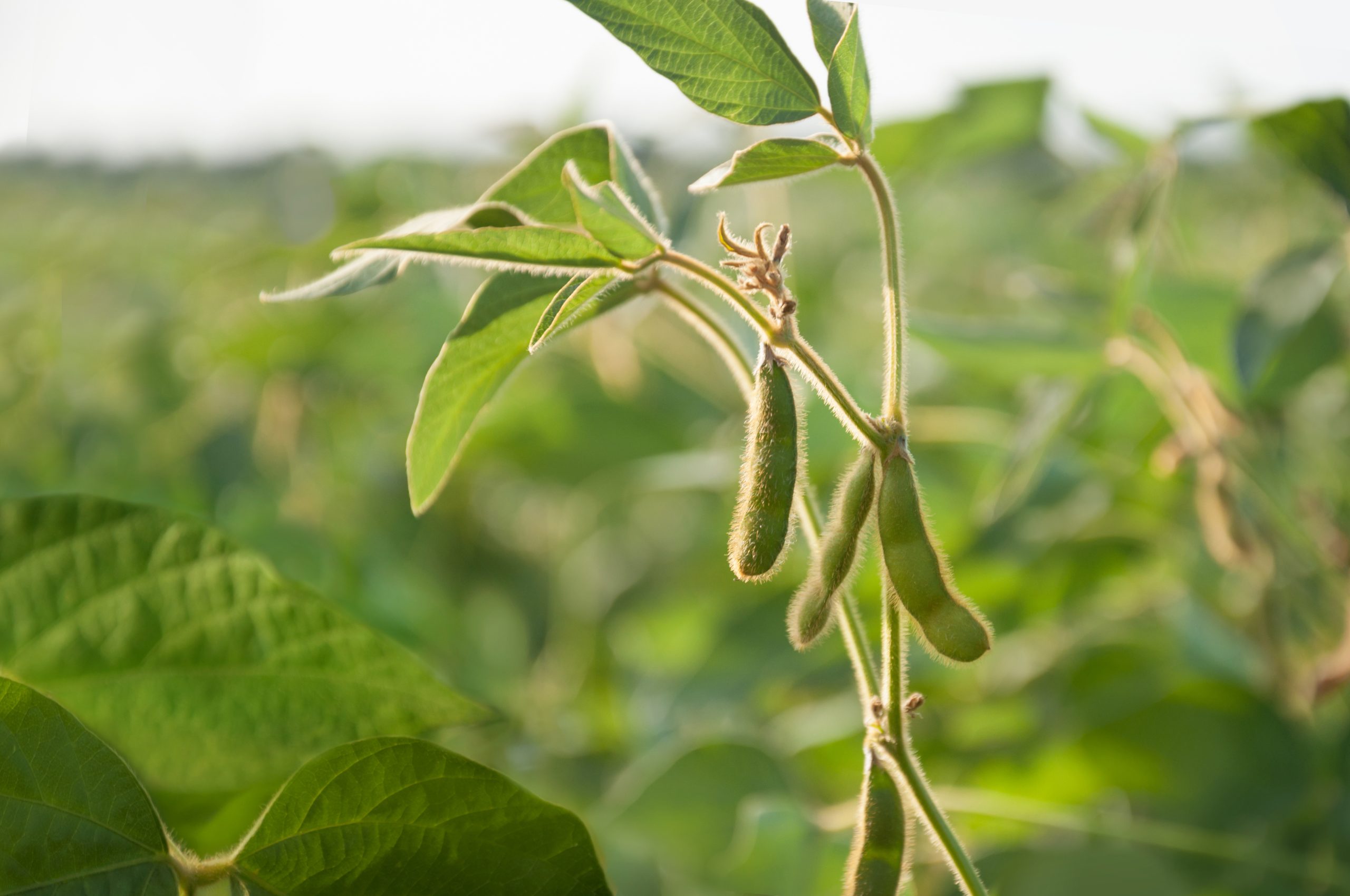 Young soybean pods in a soybean field on a sunny day. Young soybean pods in a soybean field on a sunny day.