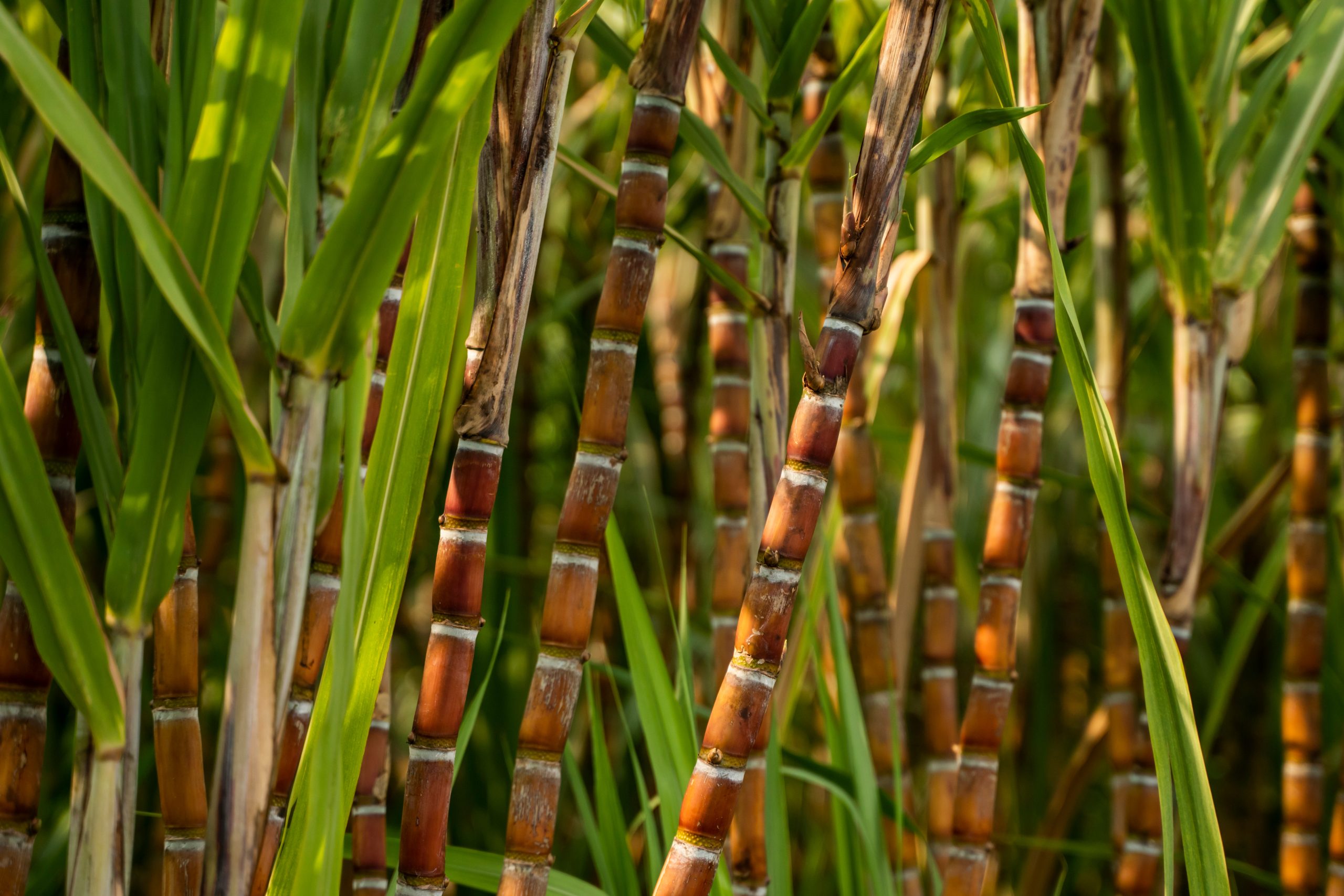 Sugarcane planted to produce sugar and food. Food industry. Sugar cane fields, culture tropical and planetary stake. Sugarcane plant sent from the farm to the factory to make sugar. Sugarcane planted to produce sugar and food. Food industry. Sugar cane fields, culture tropical and planetary stake. Sugarcane plant sent from the farm to the factory to make sugar.