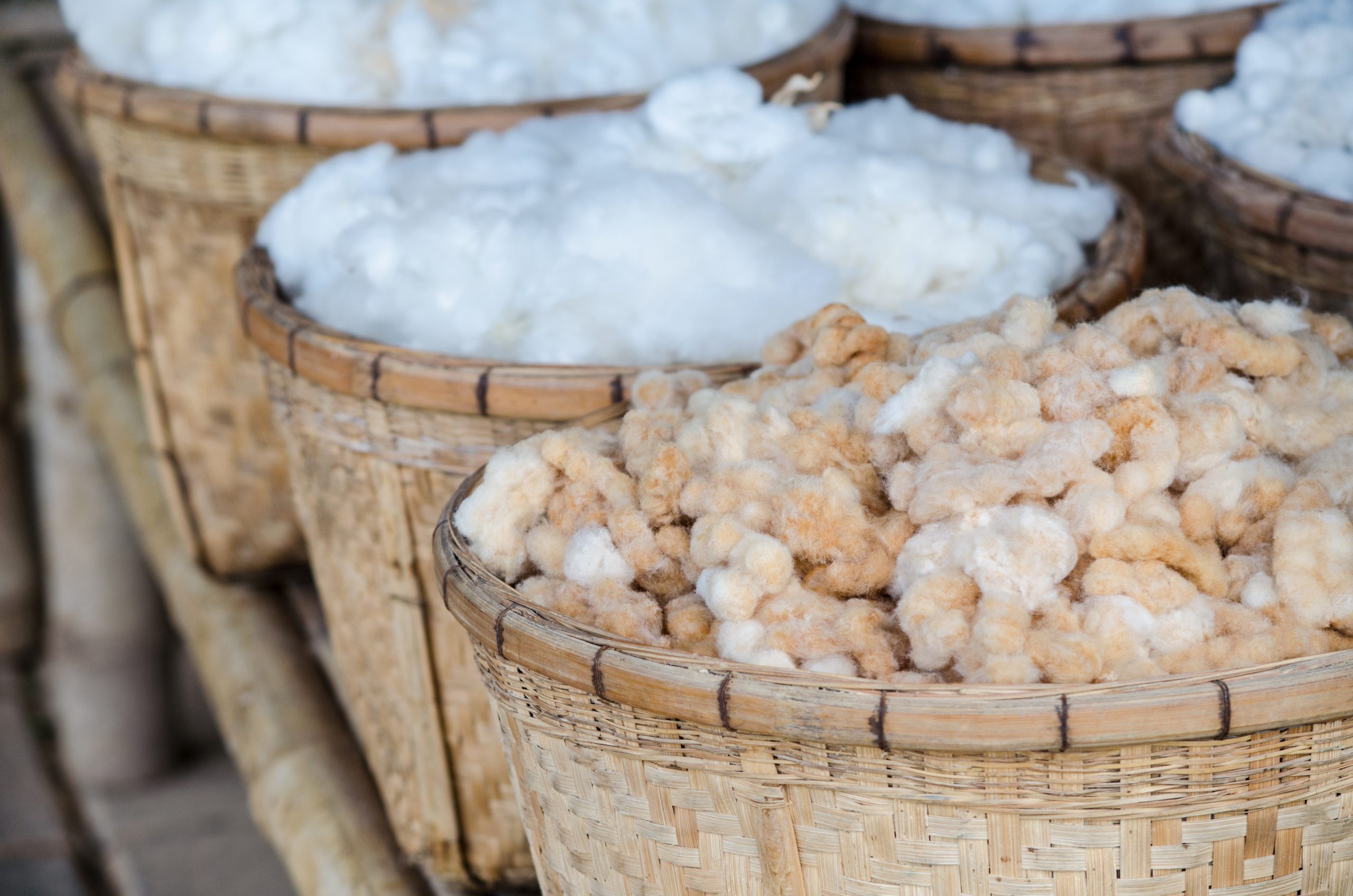 Dry organic brown cotton flower in wooden basket after harvested from the farm, ready for fabric production