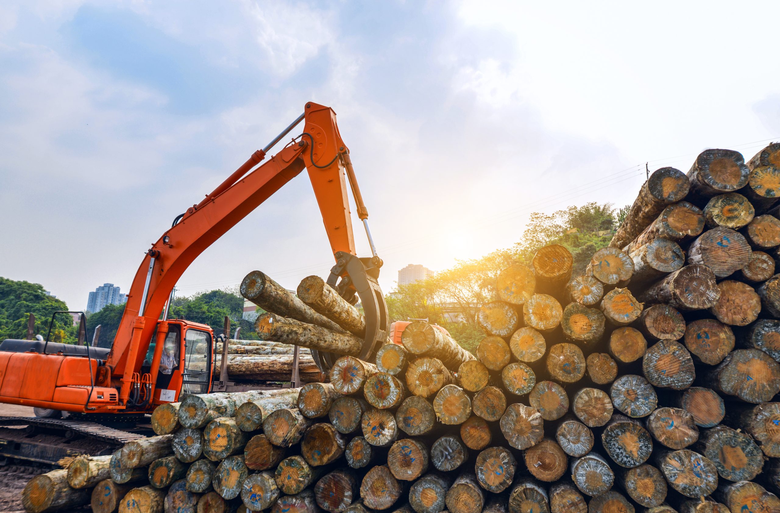 Wood processing factory Wood processing factory